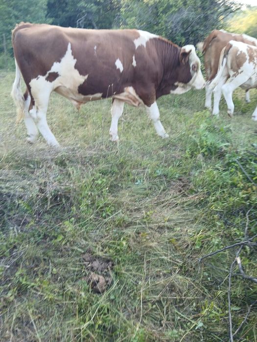 Vând Taur și vaca cu vital