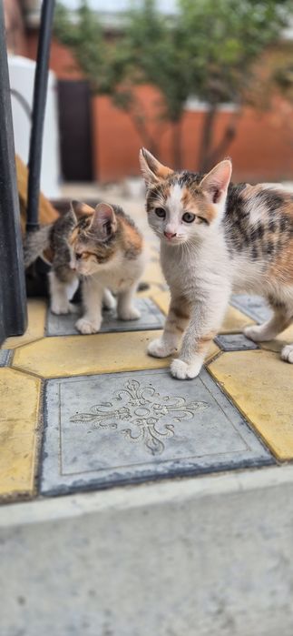 Кошка и котята в добрые руки