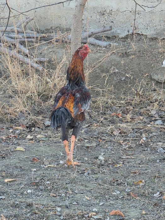 Дакан хуроз сотилади