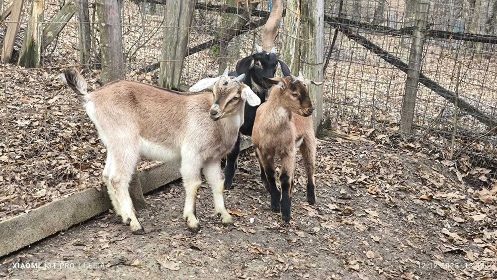 Tap tapi anglonubian alpin