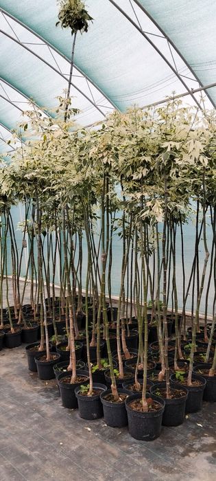 Acer flamingo в саксия