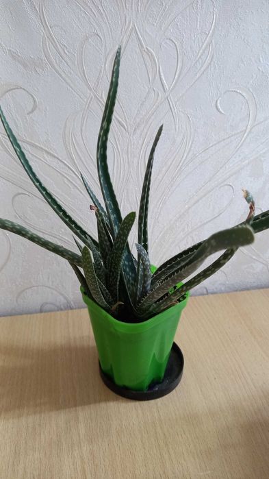 Алоэ продам цветы