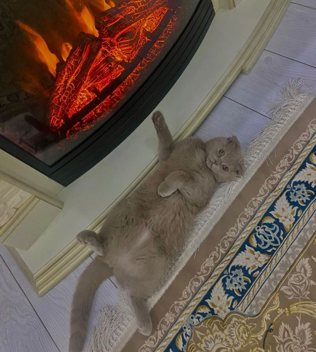 Шотландский кошка