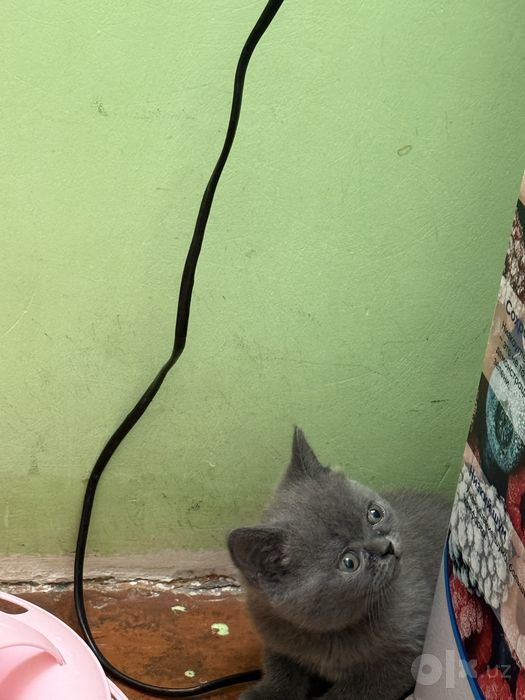 Скоттиш страйт британец