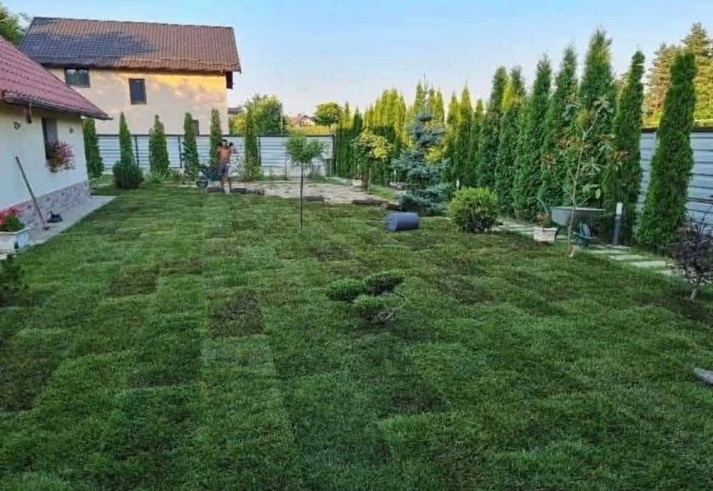 Gazon rulou și chiparos leylandii