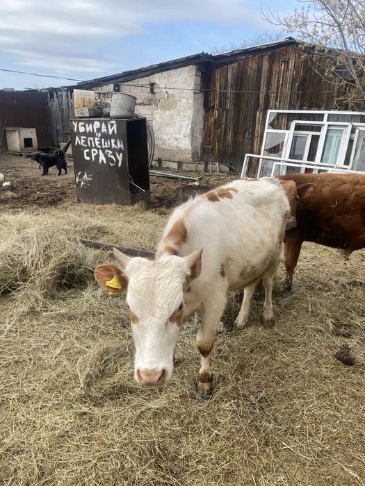 Продаю быков количестве 3шт