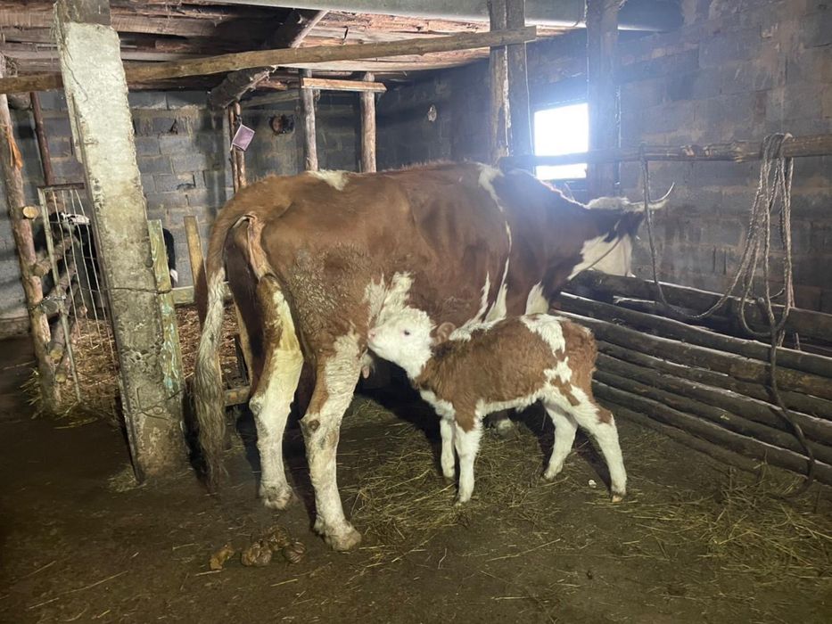 Коровы с телятами