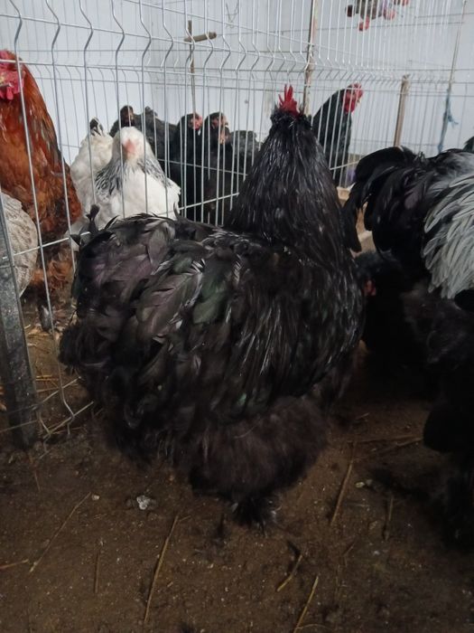 Familie cochinchina urias  pe negru