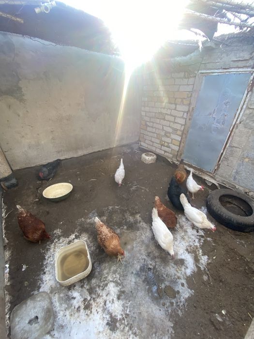 куры, индоутки,Тауық