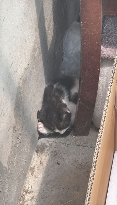 Котенок ищет дом!!