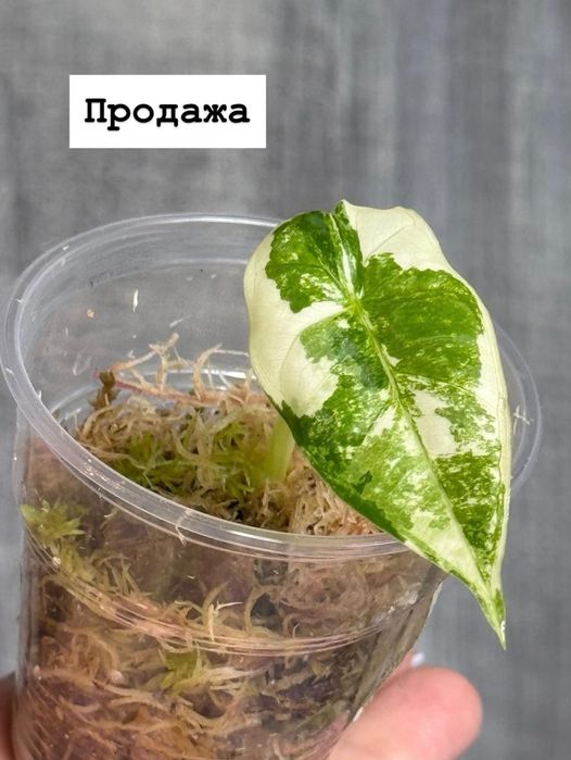 Продам детки алоказии