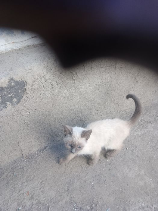 Отдам котенка котика.