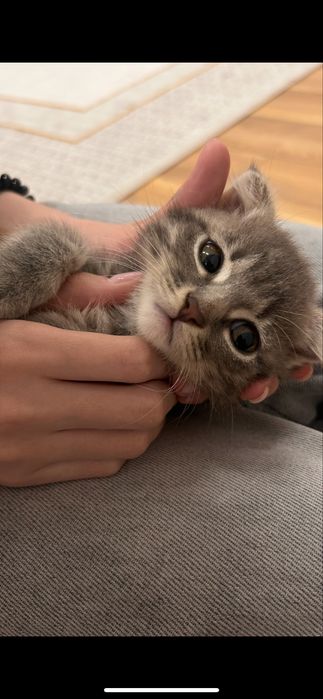 котенок 3х месячный шотландская