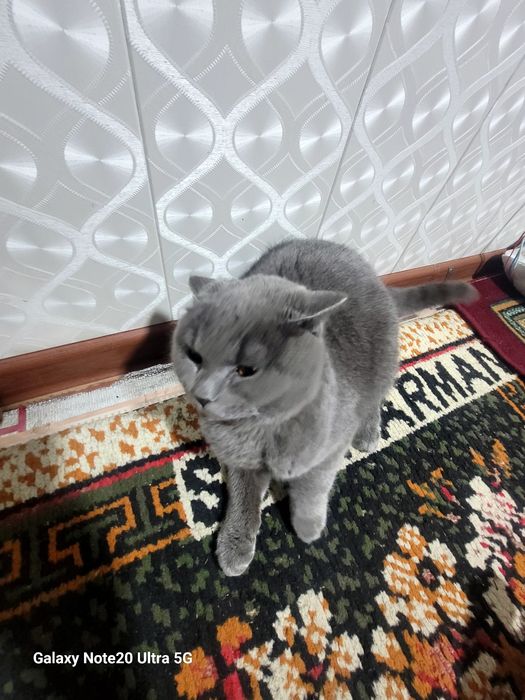 Mushuk zotli skod fold