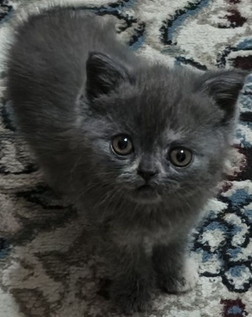 Скотиш фолд и страйт: 500 000 so’m