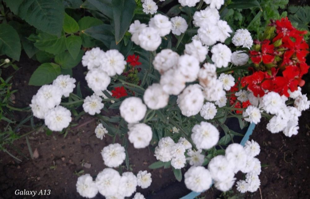 Продам многолетние цветы