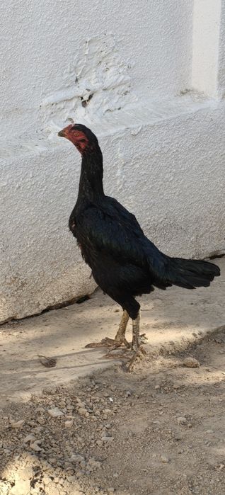 Dakan tovuq sotiladi