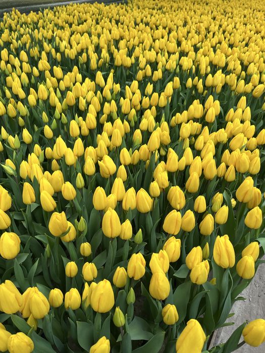 Тюльпаны белорусские оптом