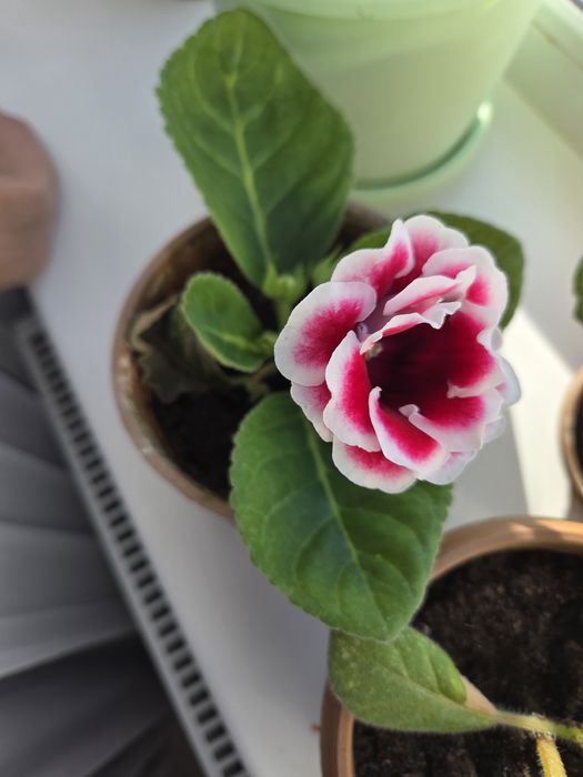 Глаксиния гүлі (цветок)