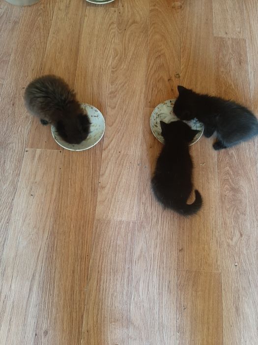 Отдам котят даром 2мальчика 1 девочка