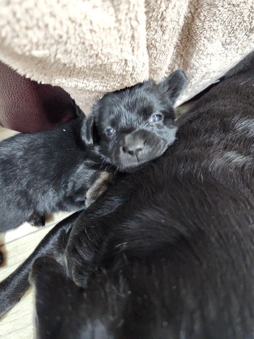 Отдам щенков в добрые руки. Девочки