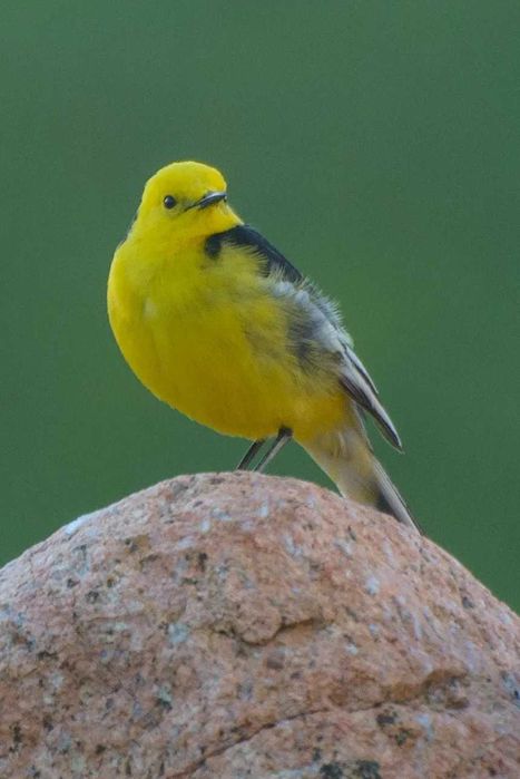 Nikkor (Nikon) 70-300 mm 1:4.5-5.6 G VR ED AF-S _ зум телевик