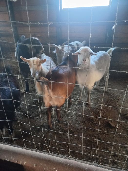 Țapi metis alpin cu anglonubian