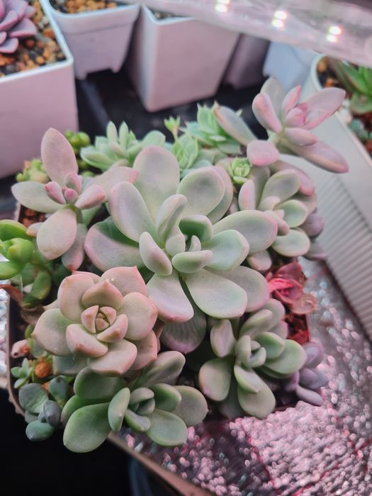 Суккуленты,цветы домашние