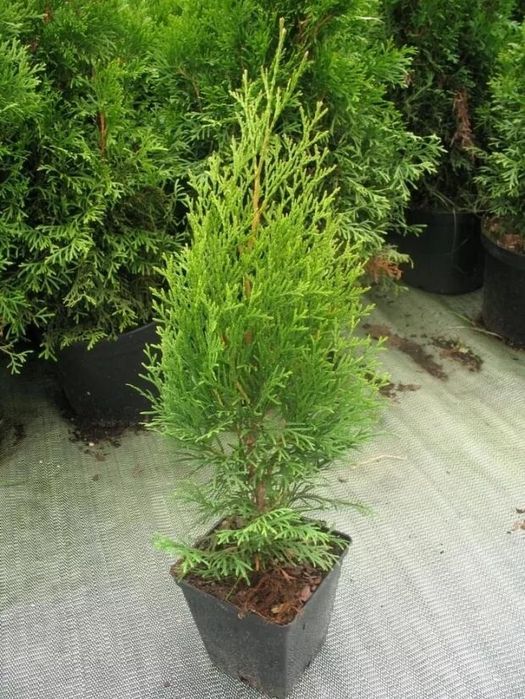 Продам саженцы туя (туи).