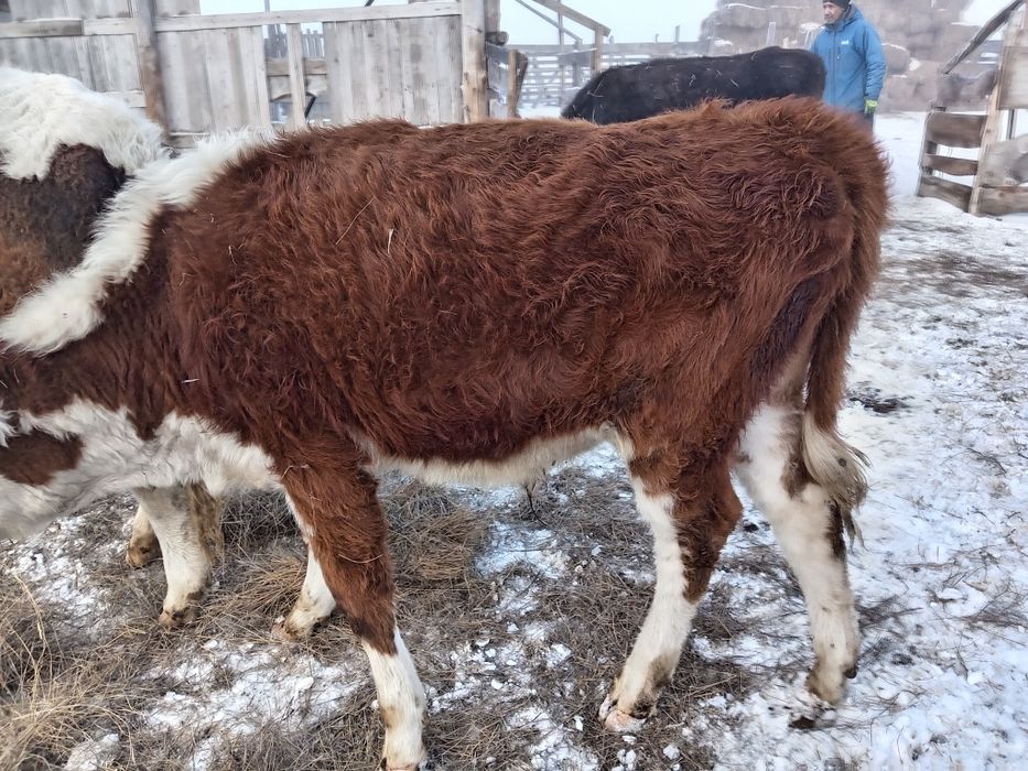 Продам подсос. Подсос