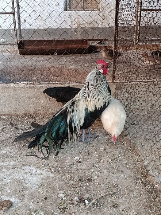 Продам япошки порода феникс