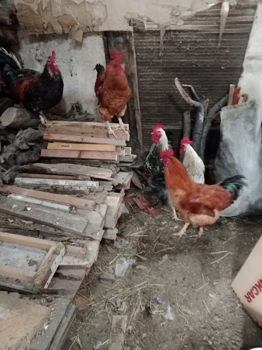 Продам петухов домашних