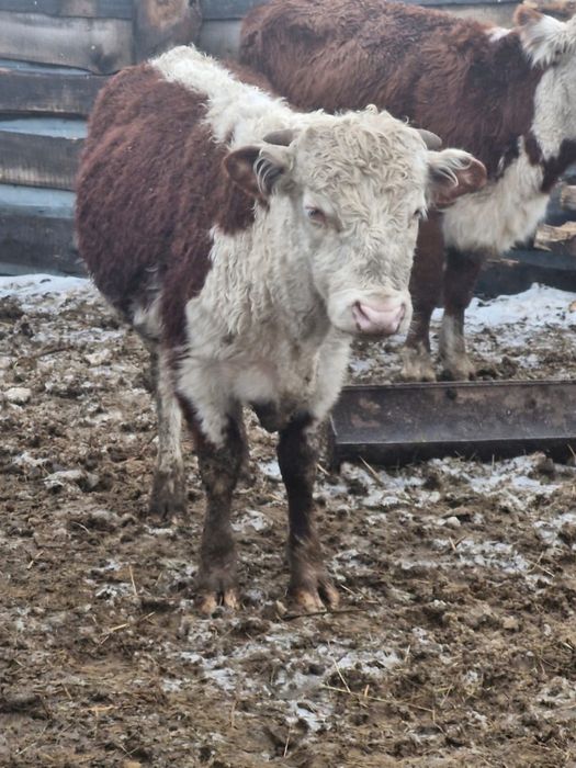 Продаются быки полторашки