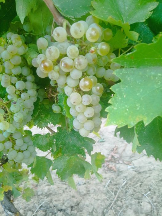 Vand struguri de vin la sac