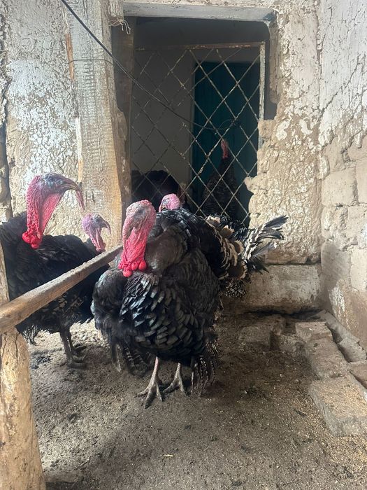 Продам индюк домашние