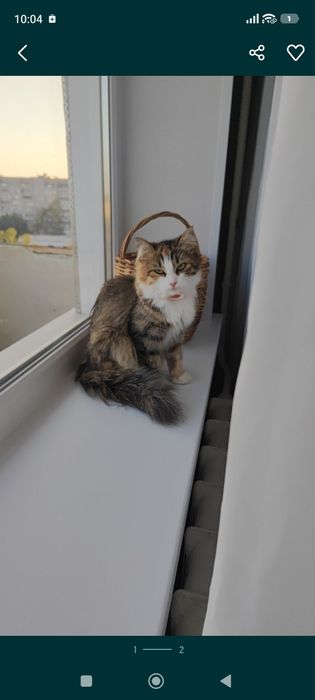 Отдам кошечку в добрые руки