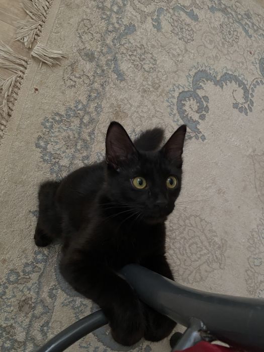 Продам Кот 10.000