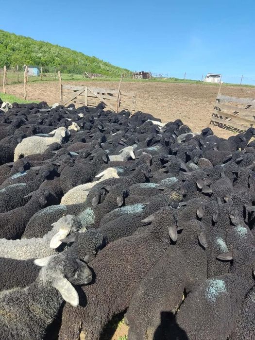 Miei Rasa Karakul