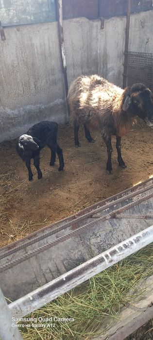 Қой сатылыды қозылы