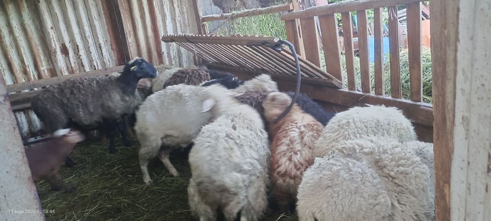 Продам баранов ме