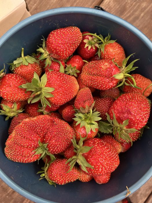 Продам дачу 131 км общество Путеец 4