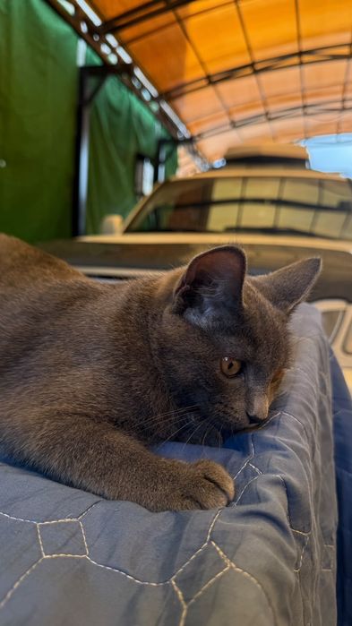 Кот в хорошие руки