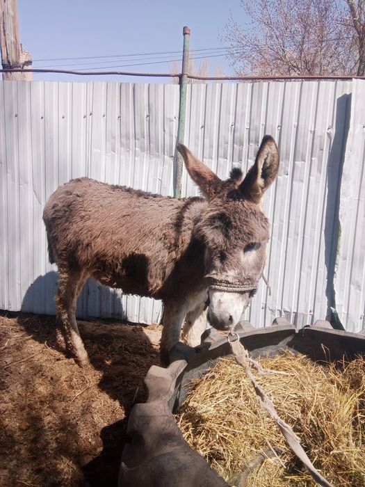 Продам ишака цена договорная