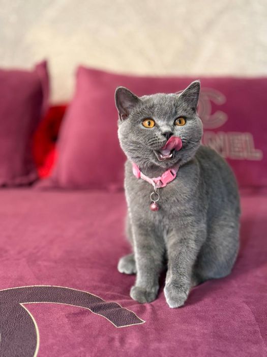 Зотли мушук қиз бола