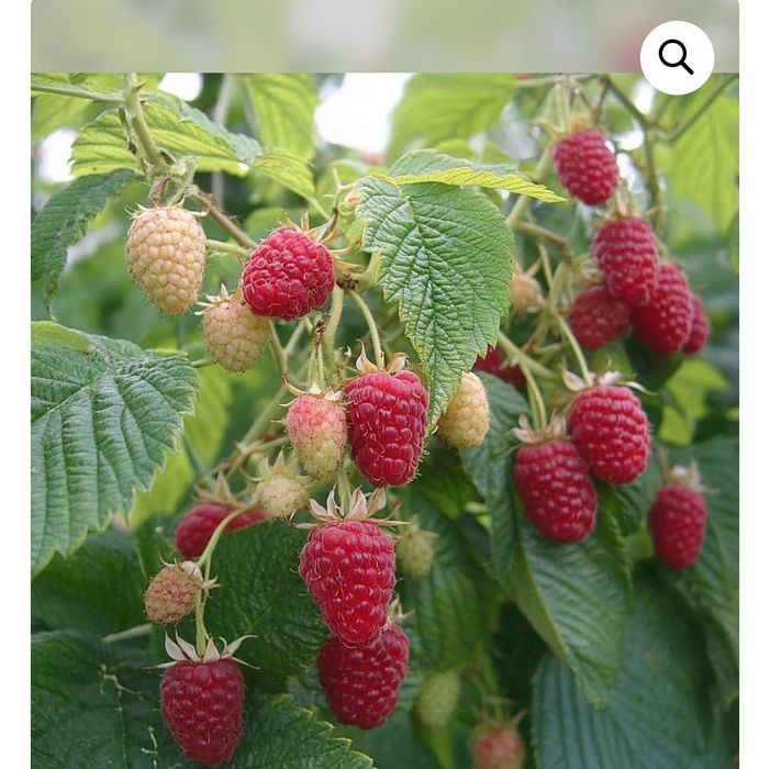 Продам саженцы малины