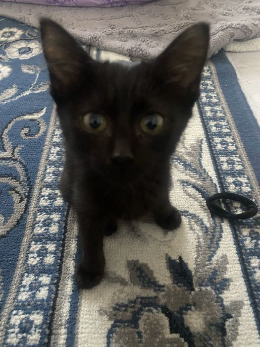 котенок мальчик 3 месяца