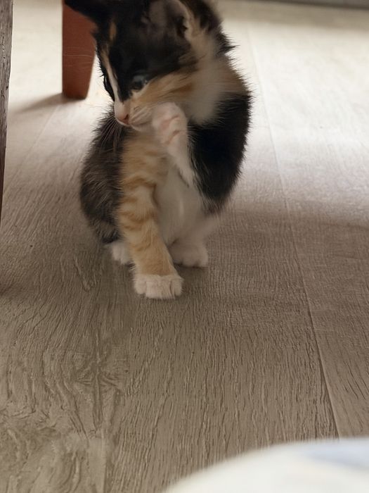 Марғау / қыз мысық /  3 түрлі түсті