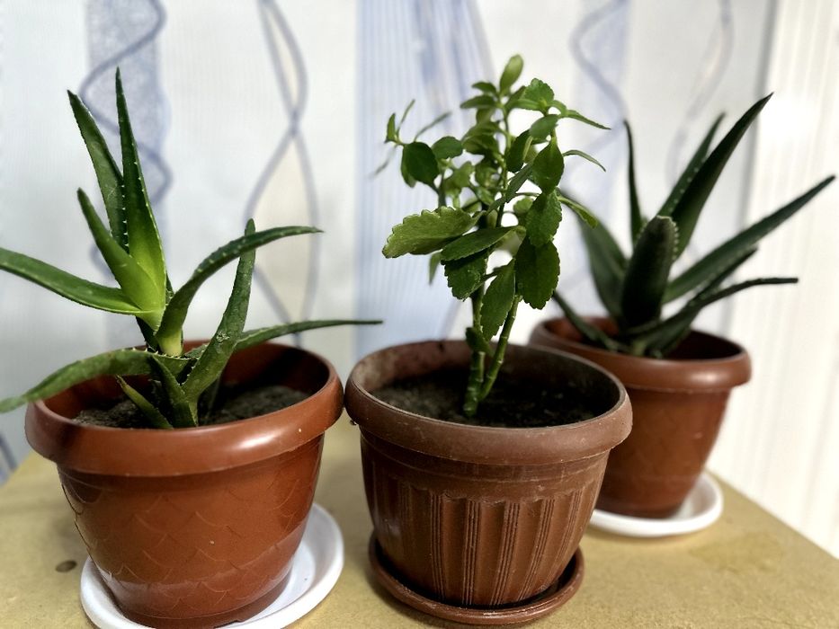 Гуллар Цветы дома