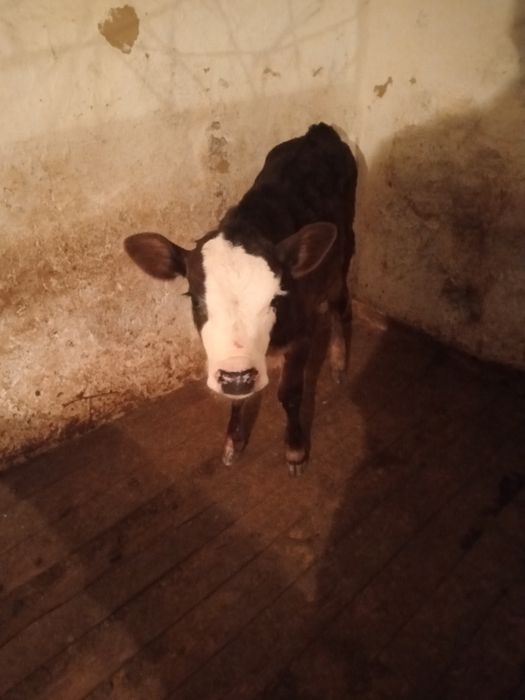 БУЗАУ 2 АЙЛЫК (ургашы)