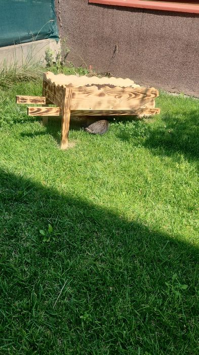 Coteț câine Chitila